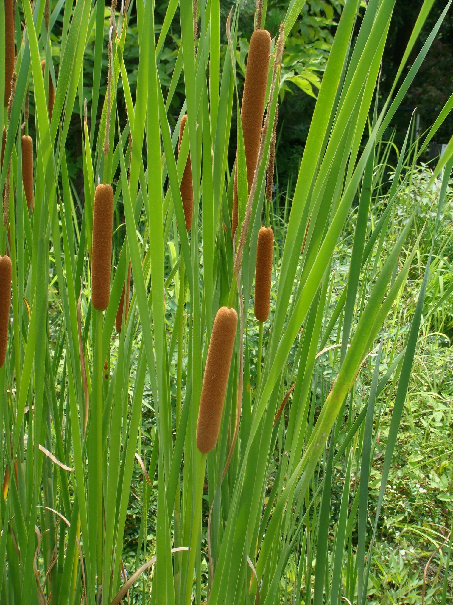 Typha angustifolia L.